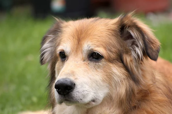 Retrato Perro Raza Mixta Rumania Jardín Primavera — Foto de Stock