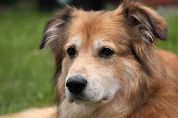 Retrato Perro Raza Mixta Rumania Jardín Primavera — Foto de Stock