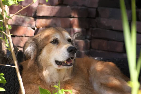 Портрет Змішаного Собаки Румунії Саду Навесні Стокове Фото