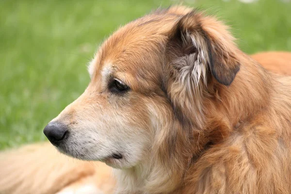 春の庭でルーマニアからの混合品種の犬の肖像写真 — ストック写真