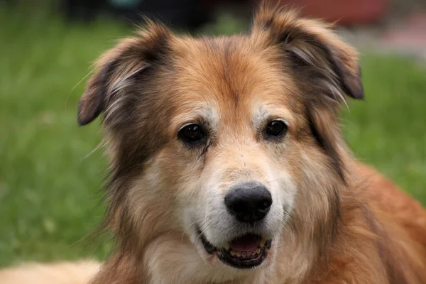 Retrato Perro Raza Mixta Rumania Jardín Primavera — Foto de Stock