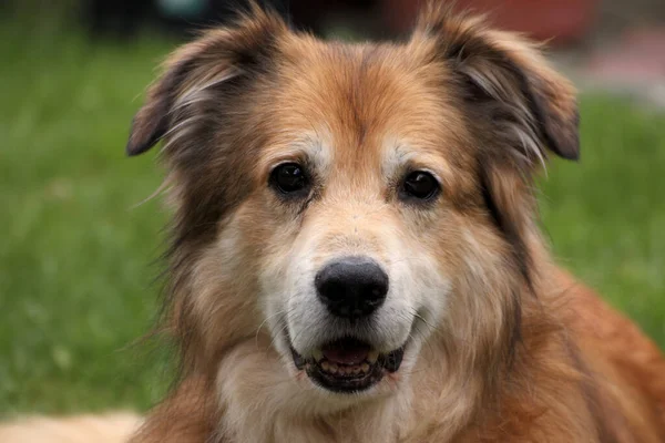 Baharda Romanya Dan Gelen Melez Bir Köpeğin Portresi — Stok fotoğraf