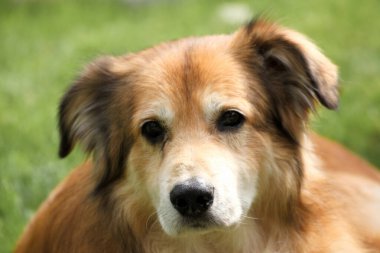 Romanya 'dan hayvan sağlığından alınan melez bir köpeğin portresi