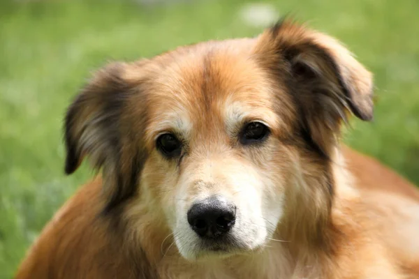 Retrato Perro Raza Mixta Rumania Tomado Del Bienestar Animal — Foto de Stock