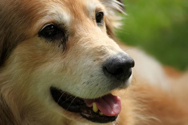 Portrait Mixed Breed Dog Romania Taken Animal Welfare — Stock Photo, Image