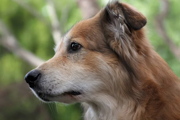 Romanya Dan Hayvan Sağlığından Alınan Melez Bir Köpeğin Portresi — Stok fotoğraf