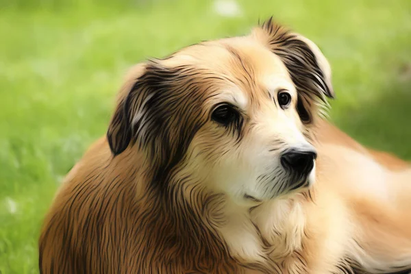 Portraitaufnahme Eines Mischlingshundes Aus Rumänien Garten Zur Frühlingszeit Stil Einer — Stockfoto