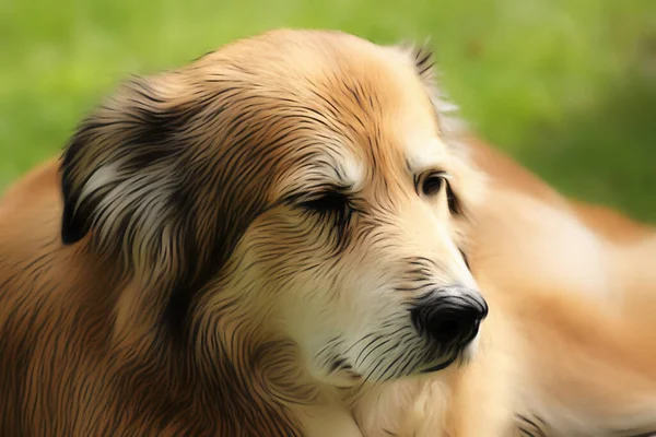Baharda Bahçede Rumen Melez Bir Köpeğin Portre Resmi Akrilik Boyalarla — Stok fotoğraf