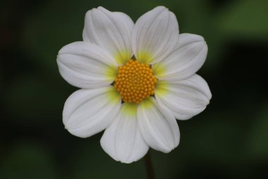 Yaz vakti bahçede güzel bir çiçeğe yaklaş.