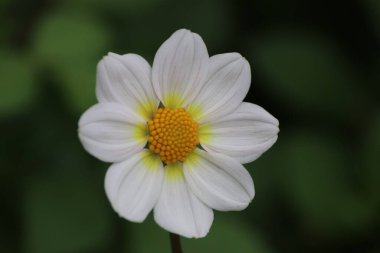 Yaz vakti bahçede güzel bir çiçeğe yaklaş.