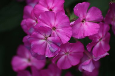 Yaz vakti bahçede güzel bir çiçeğe yaklaş.