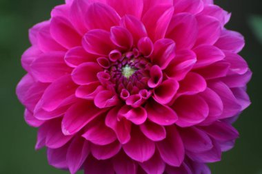 Yaz vakti bahçede güzel bir çiçeğe yaklaş.