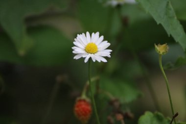Yaz vakti bahçede güzel bir çiçeğe yaklaş.