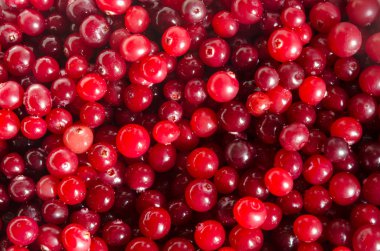 Kızılcık arka plan