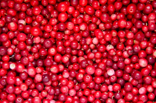 Cowberry Background — Stock Photo, Image