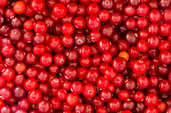 Cranberry Background — Stock Photo, Image