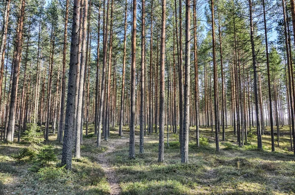 Sommerwald Stockbild