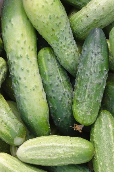 Cucumber background — Stock Photo, Image