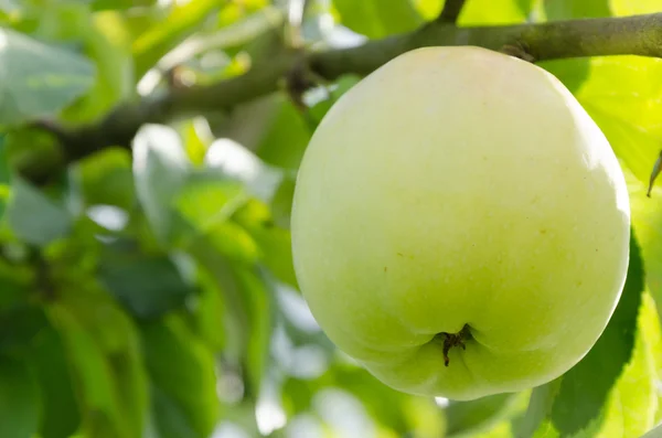 Manzana verde —  Fotos de Stock