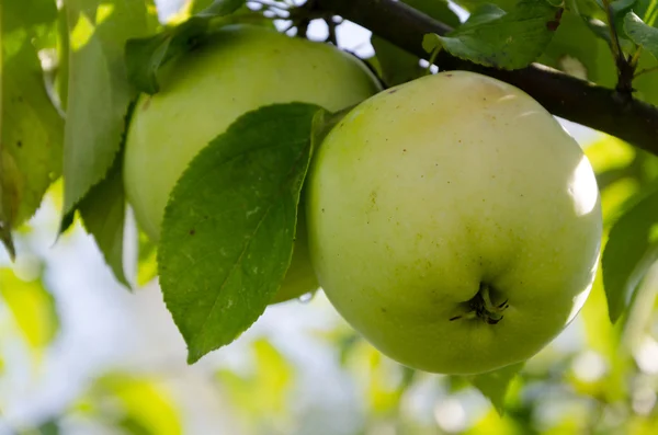 Manzana verde —  Fotos de Stock