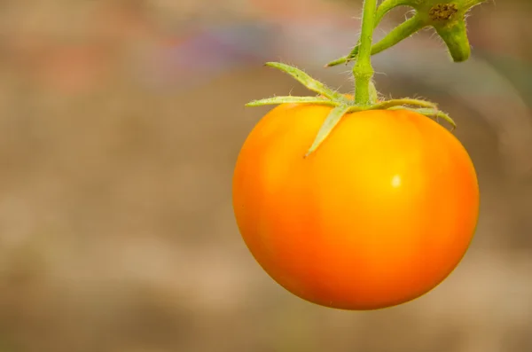 Tomatoes on a branch — Stock Photo, Image