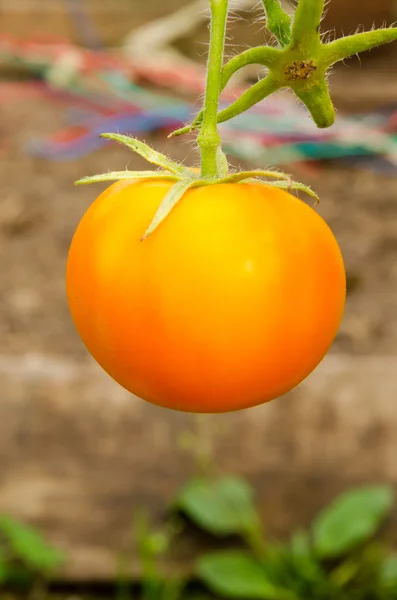 Tomatoes on a branch — Stock Photo, Image