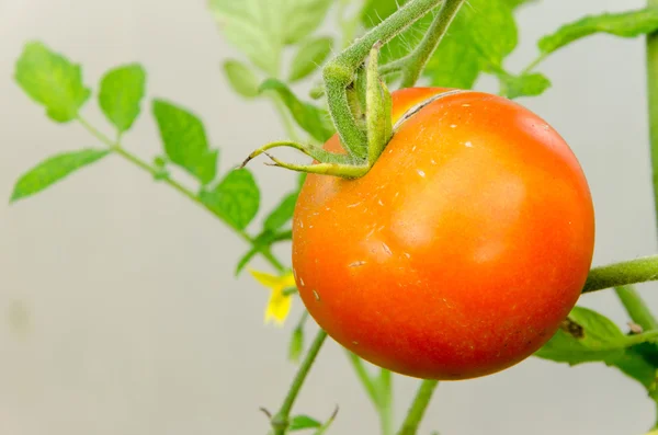 Daldaki domatesler — Stok fotoğraf