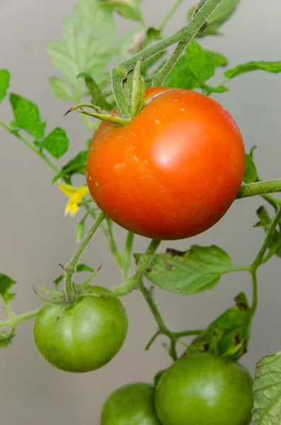 Tomatoes on a branch — Stock Photo, Image