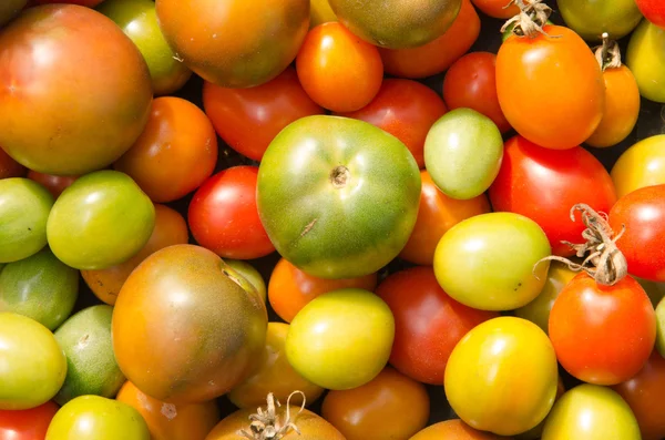 Pomidory tło — Zdjęcie stockowe