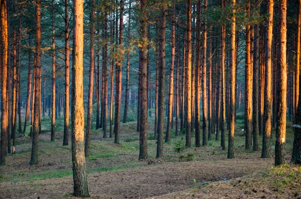Summer Forest — Stock Photo, Image