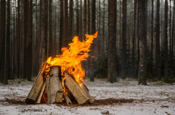 Le feu dans la forêt d'hiver — Photo