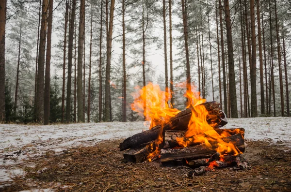 Kış ormanda yangın — Stok fotoğraf
