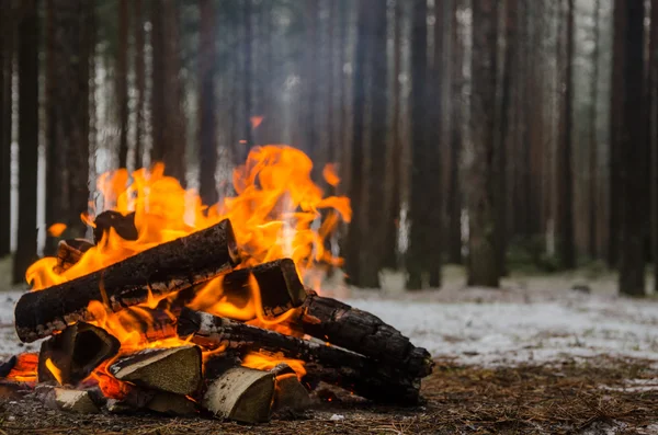 Le feu dans la forêt d'hiver — Photo