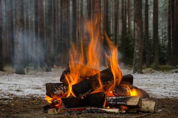 Пожар в зимнем лесу — стоковое фото