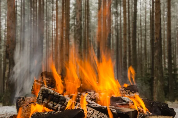 Le feu dans la forêt d'hiver — Photo