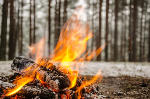 Le feu dans la forêt d'hiver — Photo