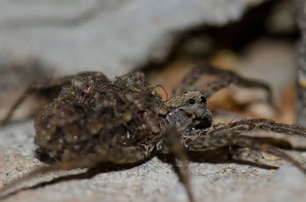 Lobo araña llevar su joven en su espalda. — Foto de Stock