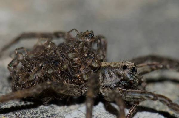 Lobo araña llevar su joven en su espalda. — Foto de Stock