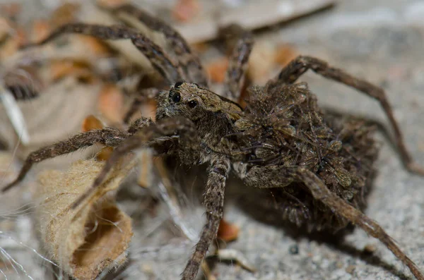 Lobo araña llevar su joven en su espalda. — Foto de Stock