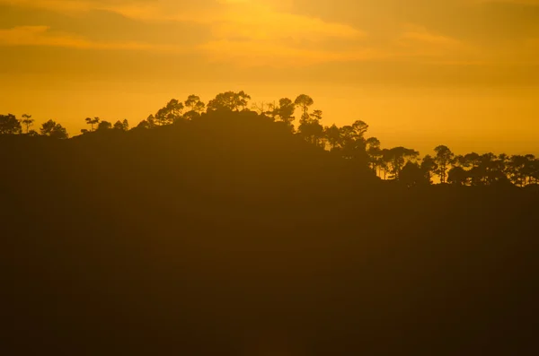 カナリア島の森は日没時にピノス・カナリエンシスを松. — ストック写真