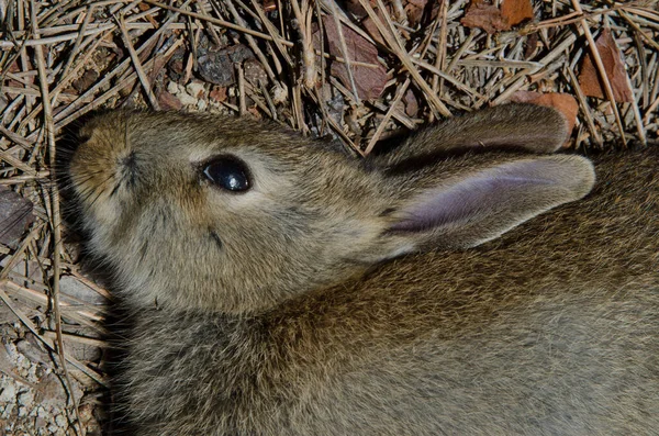 Inaguaの総合自然保護区で若い死んだヨーロッパのウサギ. — ストック写真