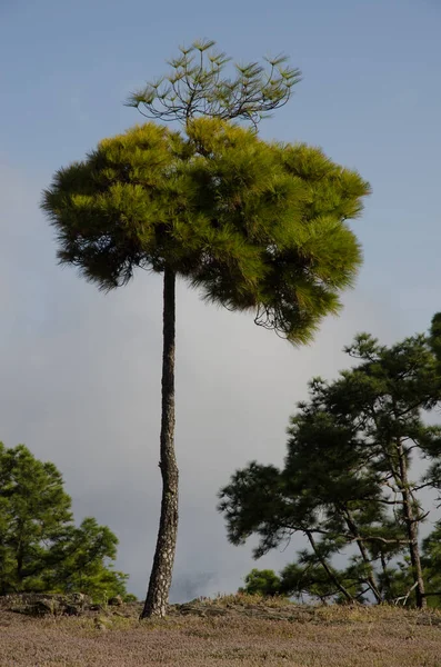Канарская сосна в интегральном природном заповеднике Инагуа. — стоковое фото