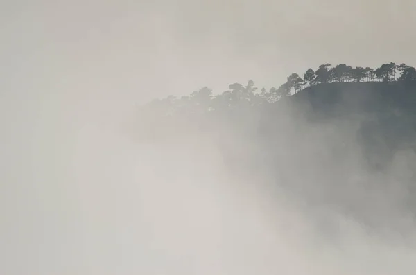 Forest of Canary Island pine on a hillside covered by fog. — Stock Photo, Image