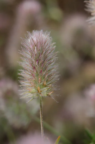 Detalhe de uma flor de trevo de lebres-pé Trifolium arvense. — Fotografia de Stock