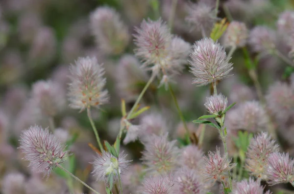 Květiny rostlin zajíců-noha jetel Trifolium arvense. — Stock fotografie