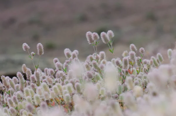 Цветы растительного клевера Trifolium arvense. — стоковое фото