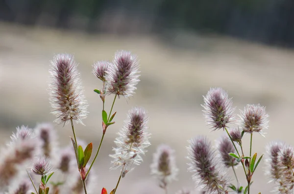 Tavşan ayaklı yonca çiçekleri Trifolium arvense.