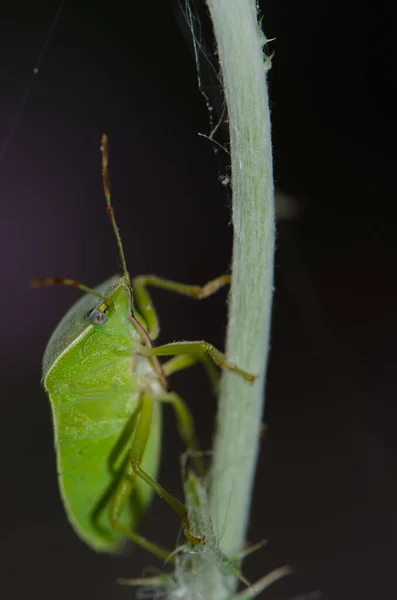 Déli zöld pajzs bogár Nezara viridula egy száron. — Stock Fotó