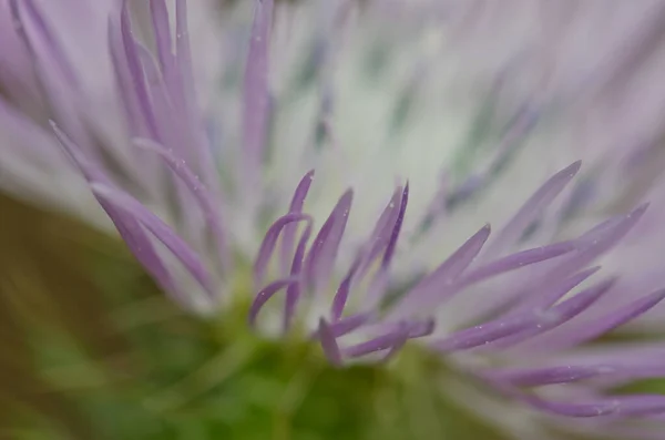 Flower of a purple milk thistle Galactites tomentosa.