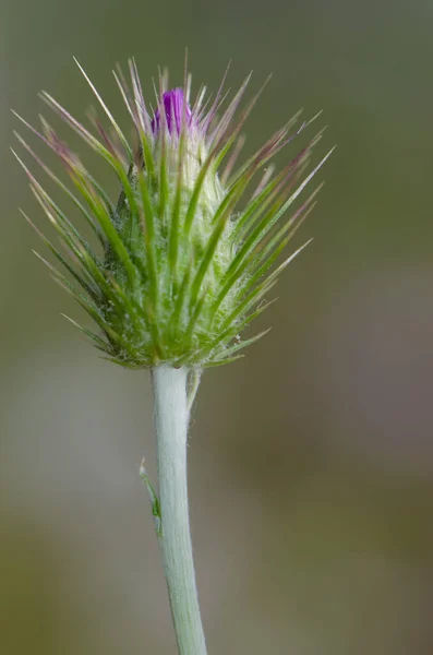 Neotevřený květ purpurového mléka bodláčí Galaktité tomentosa. — Stock fotografie